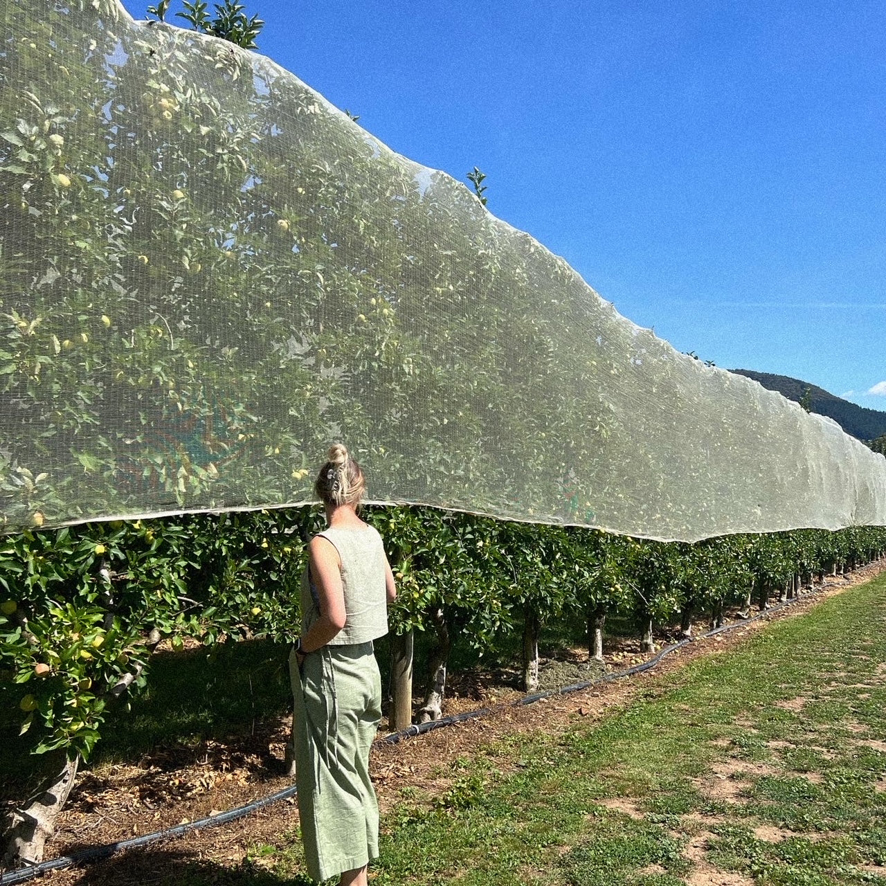 The Seija Pant - Sage